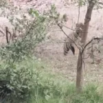 रणथंभौर में टेरिटरी को लेकर भिड़ीं बाघिनें, VIDEO:मौसी-भांजी में एक मिनट तक चली फाइट